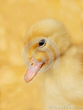 Small duckling on yellow Stock Photo