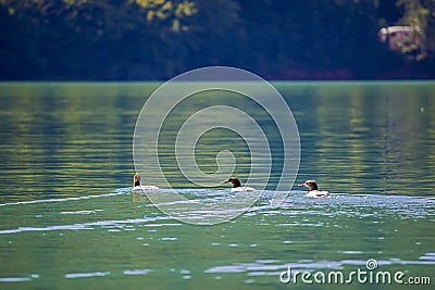 Small ducks on the lake Stock Photo