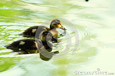 Small ducks Stock Photo