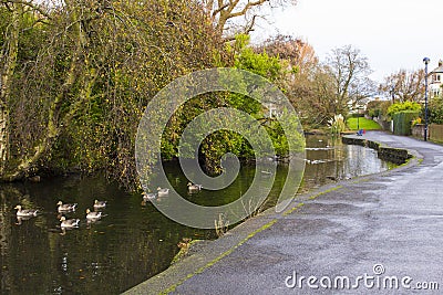 Small ducks swimming on the river that flows through Ward Park in Bangor County Down in Northern Ireland Stock Photo