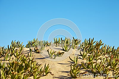 Small dune at the beach Stock Photo