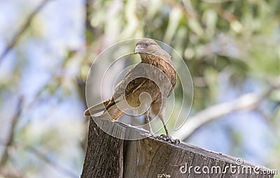 Small eaglet perched on a cut trunk Stock Photo