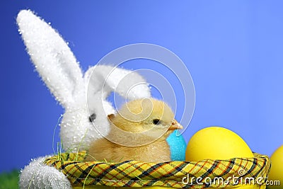 Small easter chick Stock Photo