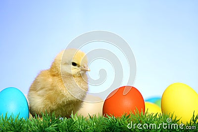 Small easter chick Stock Photo