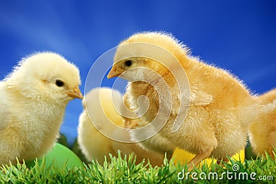 Small easter chicks Stock Photo