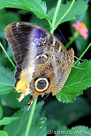 Small Emperor Moth butterfly in the forest Stock Photo