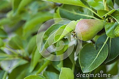 Small espalier pear Stock Photo