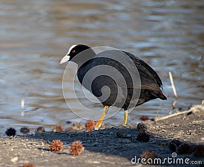 Small Eurasian coot black with red eyes in river Stock Photo