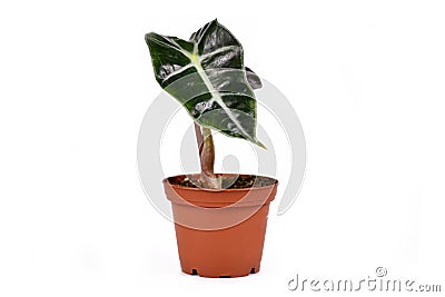 Small exotic `Alocasia Polly` house plant on white background Stock Photo