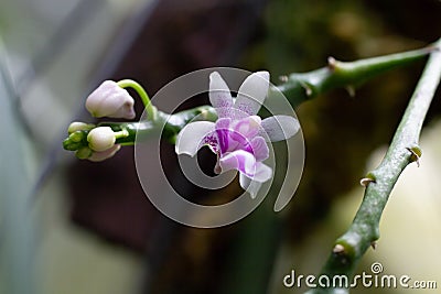 Small exotic orchid Stock Photo