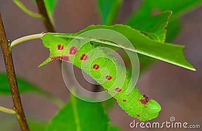 Small eyed sphinx moth caterpillar Stock Photo