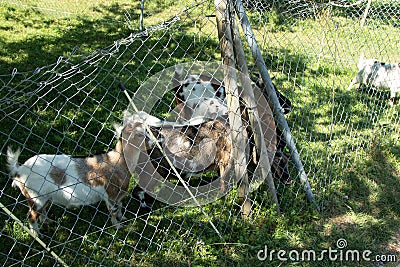 Small farm near the Gurten funicular. Funny goats frolic and greet tourists on their way to the top of the park. Bern, Switzerland Stock Photo