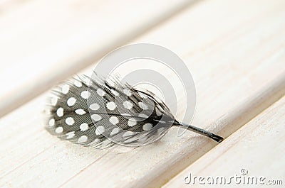 Small feathers guinea fowl white background Stock Photo