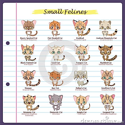 Small feline illustrations with regular and scientific names Vector Illustration