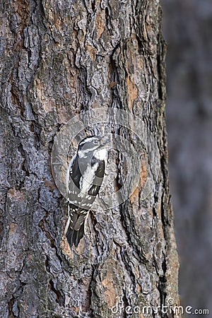 Small female downey woodpecker Stock Photo