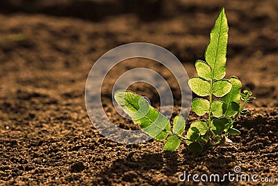 Small fern leaves are translucent on the ground Stock Photo