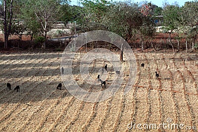 Small fields alternate with ponds, roads and boundary wood belt Editorial Stock Photo