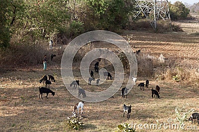 Small fields alternate with ponds, roads and boundary wood belt Editorial Stock Photo