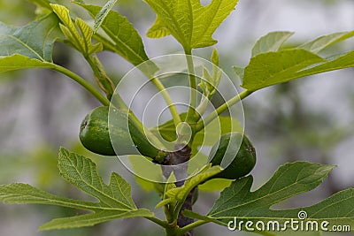 Small Fig Fruits on The Branch Close Up Stock Photo