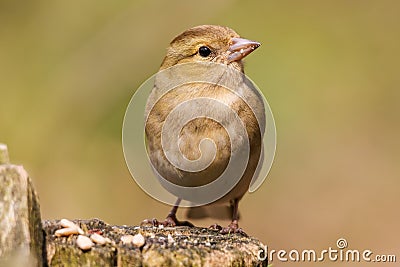 Small Finch bird perched atop a wooden tree stump covered in bird feed Stock Photo