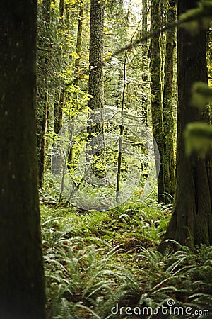 a Small Fir Sapling in the dense green lush forest Stock Photo