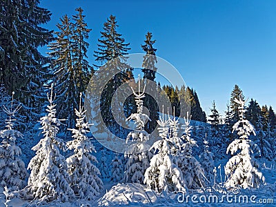 Small fir trees richly snow-covered bright in sunshine winter nature Stock Photo