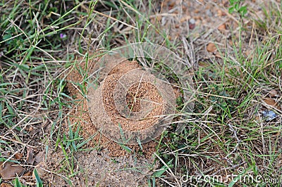 Ant mound Stock Photo