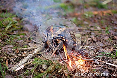 A small fire in the forest Stock Photo