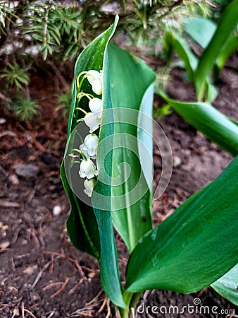 Small first lily in the forest Stock Photo