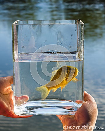 Small fish in a glass jar on the background of lake Stock Photo