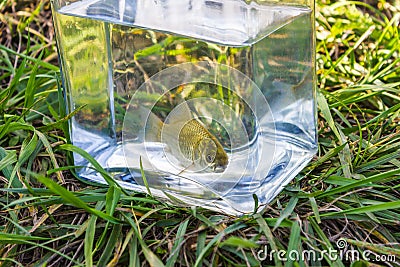 Small fish in a glass jar on the background of lake Stock Photo