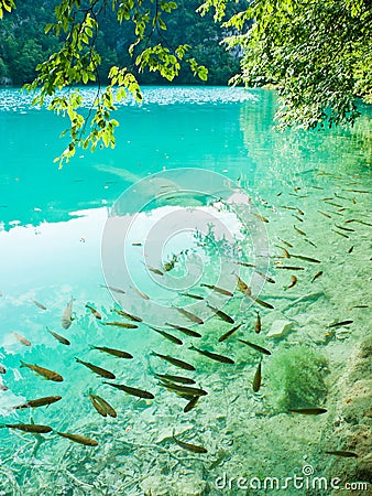 Small fish in lake Plitvice, Croatia Stock Photo