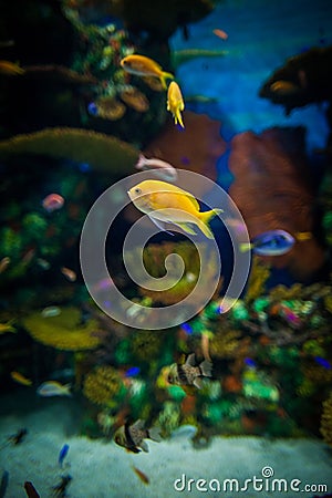 Small fishes in aquarium; Stock Photo