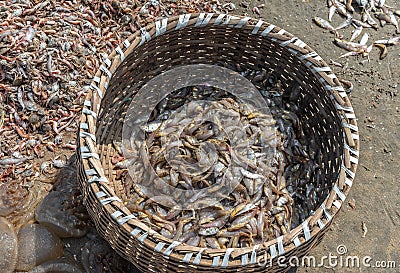 Small Fishes and Prawn drying out in the Sunlight. Stock Photo