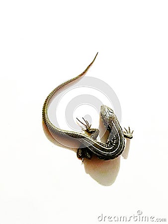 Only a small flexible lizard. Reptile with dark green scales. Field lizard on a white background Stock Photo