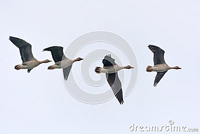 Small flock of bean geese tight fly in light sky close to each other in autumn Stock Photo