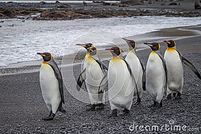 Small flock of emperor penguins walking on beach Stock Photo