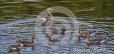 Greater White Fronted Goose Stock Photo