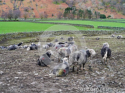 Small flock of herdwick sheep Stock Photo