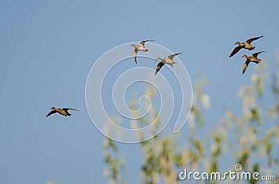 Small Flock of Mallard Ducks Flying in a Blue Sky Stock Photo