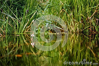 Small flower above the water surface of the river Stock Photo