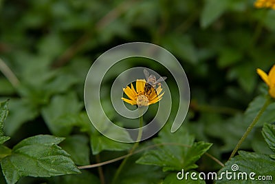 small flower blooming and revealing Stock Photo