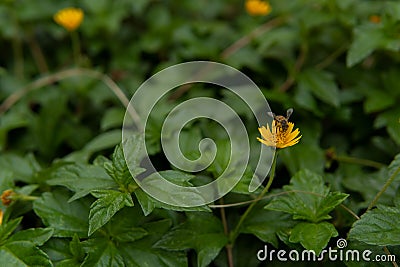 small flower blooming and revealing Stock Photo