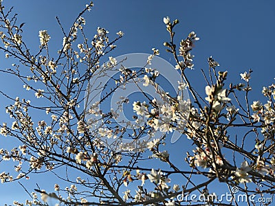 Small flower and blue sky. Stock Photo