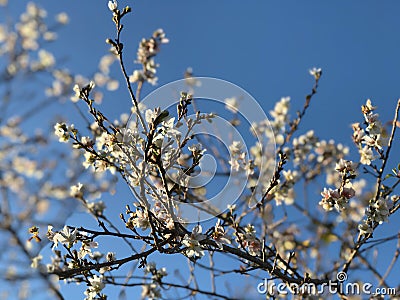 Small flower and blue sky. Stock Photo