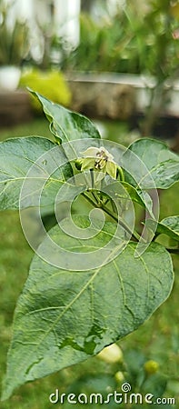 A small flower from a chilly tree that is going to be a chilly called cabe rawit in indonesian Stock Photo