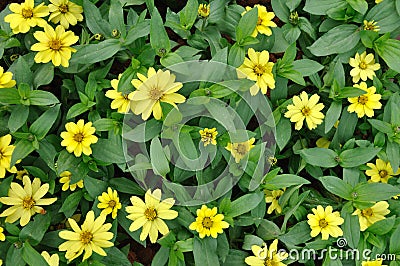 Small flower of feverfew Stock Photo