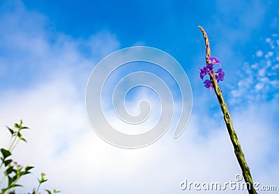 Small flower of four bath weed and blue sky background Stock Photo