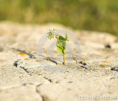 Small flower growing on a stone Stock Photo