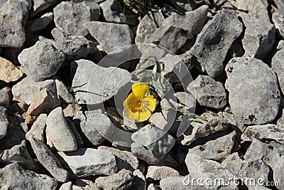 A small flower growing between the stones Stock Photo